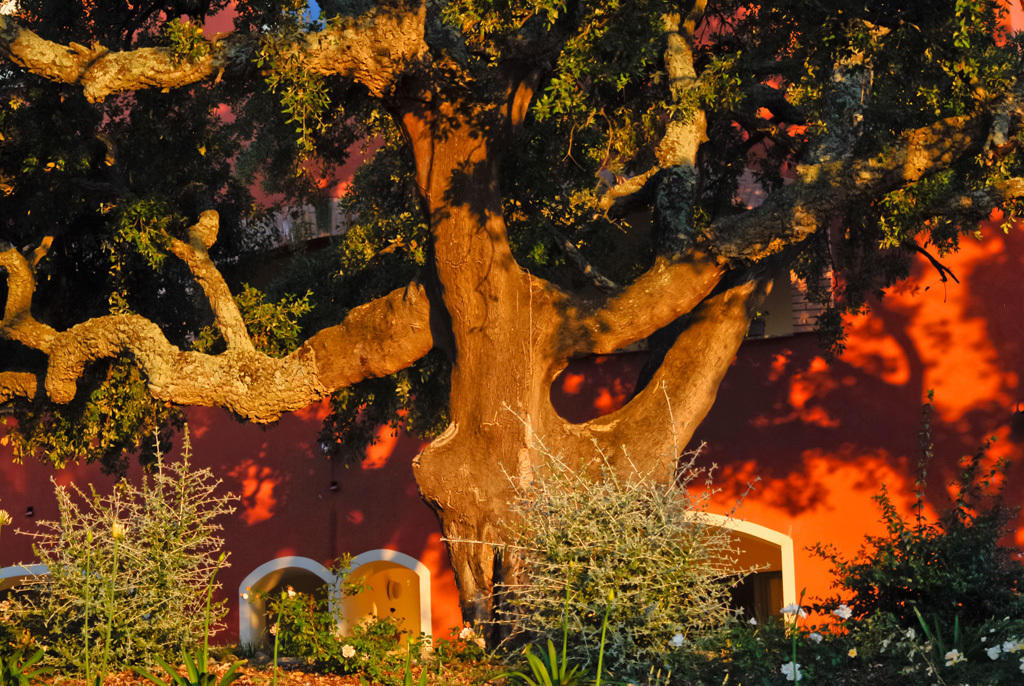 Giardino Dei Sugheri Scarlino Luaran gambar